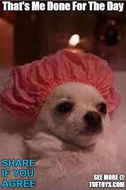 Funny Dog Memes Part 4 Funny Dog Memes Funny Animal Memes Dog Memes