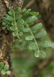 Image result for Ormocarpum