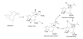 Image result for Gnidia chapmanii