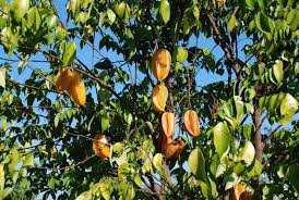 Fruits are known for high quality & flavor. Starfruit Carambola World Crops Database Tropical Fruits