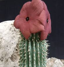 Image result for Hoodia currorii