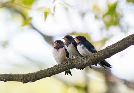 Sarang burung walet terbuat dari air liur burung walet dan biasanya dibuat di alam liar seperti di di samping itu, minuman dari sarang burung walet juga diklaim baik untuk para ibu hamil guna sarang burung walet juga diketahui mengandung enam mineral penting, seperti kalsium, kalium, zat. Sejarah Sarang Burung Walet