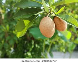 Image result for Manilkara kauki