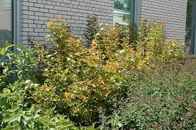 Amber Jubilee Ninebark Physocarpus Opulifolius Jefam At Dutch Growers Garden Centre Ninebark Shrub Garden Center Landscape