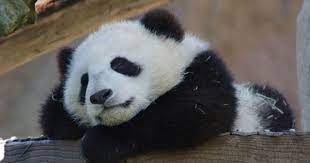 Found On Www Flickr Com Via Tumblr Panda Bear Panda Animals Beautiful