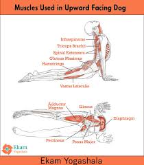 Ekam Yogashala On Twitter Muscles Used In Upward Facing Dog Ekamyogashala Yoga Yogateachers Muscles Yogapose Asana Yogaschool Anatomy Https T Co 9gmqyzdyqo