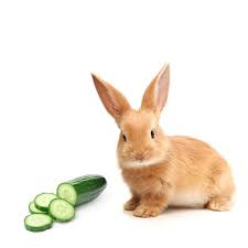 If you don't agree, trying watching as you may already know, rabbits are herbivores. Can Rabbits Eat Cucumbers Yes But Not Too Much Or Too Frequently