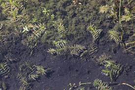 Groenlandia is a monotypic genus of aquatic plants (pondweed) of the family potamogetonaceae. Groenlandia Densa L Fourr