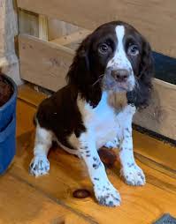 Buy springer spaniel puppies and get the best deals at the lowest prices on ebay! Springer Spaniels Near Me
