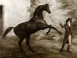 Check spelling or type a new query. Fine English Coarser Thoroughbred Horses