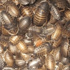 How Many Dubia Roaches Does It Take To Start A Colony