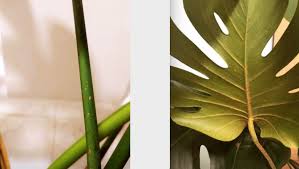 Image result for puklice