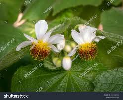 Image result for Sparrmannia