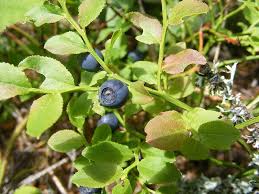 Stand back and evaluate your blueberry bushes one at a time. When Do You Plant Blueberry Bushes Lovetoknow