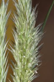 Image result for Enneapogon scoparius