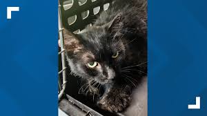Cat rescued after spending two weeks stuck in a tree in north Toledo |  wtol.com