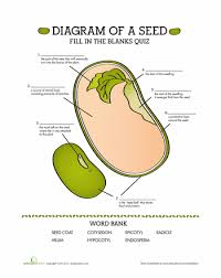 Parts Of A Seed Quiz Worksheet Education Com Agriculture Education Life Science Plant Science