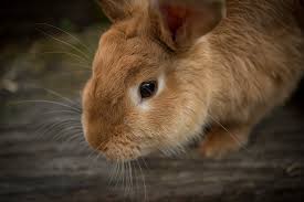 If you're looking for that extra special moniker. Here S Why Peta Is Against Calling Animals Pets Faq