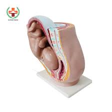 Related online courses on physioplus. China Sy N013 Medical Female Pelvic Anatomy And Reproductive System Urinary Uterus Model China Anatomy Pregnent Model