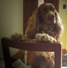 Edwin Rubin de Celis