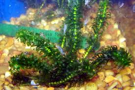 Image result for Elodea