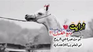 حالات واتس اب حب الخيل بوح جديد الخيـل Youtube