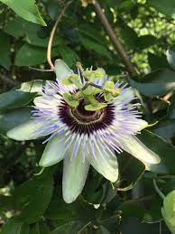 Maypop Flowering Vines Passion Flower Flowers