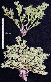 Image result for Sesuvium