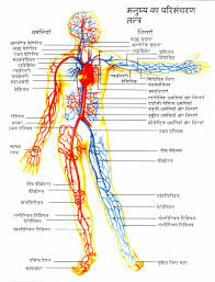 cardiovascular system chart diagram of the human circulatory