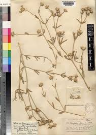 Image result for Cyathula lanceolata