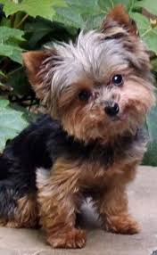 Akc registered cuddly, very loving, and smart. Nc Yorkie Rescue