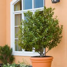 Image result for bay leaf bush foto