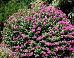 Includes shrubs that flower as early as april or as late as september. Best Landscaping Plants St Louis Missouri Signature Landscapes Design