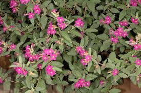 Check spelling or type a new query. Plant Selection Guide M N O Spadefoot Nursery