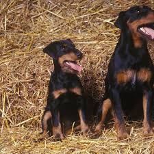 Check spelling or type a new query. Chien De Chasse Courant Liste De Races Ooreka