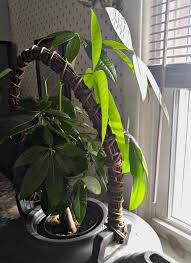 Check spelling or type a new query. Braided Money Tree Plant A Symbol Of Luck And Prosperity