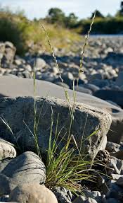 Image result for Lolium multiflorum