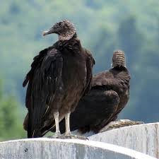 Birds Of Prey Common Sense Media Turkey Vultures And Black Vultures Trekohio Vulture Bird Species Bald Eagle