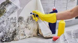 Check spelling or type a new query. Understanding Water Damage How Long Does It Take For Mold To Grow Waterdamagementor
