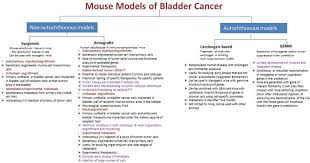 This is the most common symptom of bladder cancer. Summary Of The Available Mouse Models Of Urinary Bladder Cancer Download Scientific Diagram