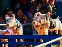 Pig Day Out