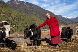 It was observed that yaks graze on long grasses like other cattle do but they can also graze on short grass, creeping stems, roots and tender branches or shrubs. Yak Breeding Druk A Male From Bhutan To Improve Health Of Sikkim Yaks