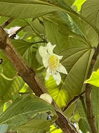 Image result for Bellucia