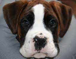 Glbr is a proud 501 (c)3 charitable organization. For The Love Of A Boxer Rescue Sanctuary Michigan Home Facebook