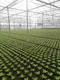 In central texas, it is a bit tedious to grow lettuce successfully, especially if you have a favorite variety. Dutch Lettuce Grower Cultivates Throughout The Summer
