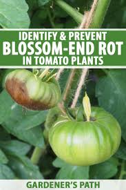 You worked hard this semester, and straight a's are the fruits of your labor. Identify And Prevent Blossom End Rot In Tomato Plants Gardener S Path