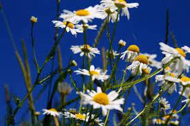 shampoo aus natron und kamille haare naturlich waschen shampoo silikonfreies shampoo