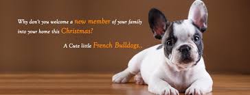 Find bulldogs for sale in buffalo on oodle classifieds. Huskerland Bulldogs Bulldog Puppies On Sale Akc Registered