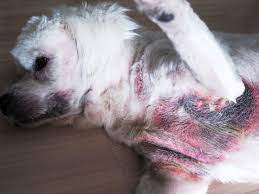 Dog Yeast Infection Treatment Animal Infirmary Veterinary Singapore