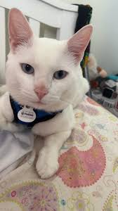 Deaf Dog Rescue of America (@DeafDogRescueofAmerica) • Facebook